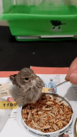 Cat and bird coexist indoors in a Pavlodar home