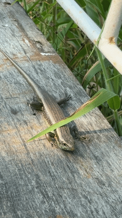Morning coconut drink enjoyed at rice paddy restaurant Đà Nẵng