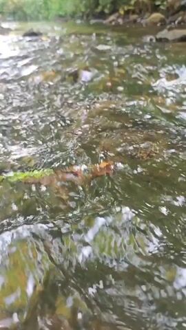 The video shows a low-angle, close-up view of a shallow, clear stream flowing over rocks and pebbles. The water is in motion, creating ripples and reflections of the surrounding greenery. A few fallen leaves, some brown and some with hints of green and orange, are visible floating on the surface or settled amongst the rocks. The background is blurred, suggesting foliage and trees on the bank of the stream. The lighting appears natural, likely daylight, casting soft shadows and highlights. The overall impression is one of a peaceful natural environment.
