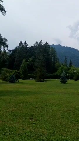 The video pans across a lush green lawn with scattered trees and a backdrop of rolling mountains under a cloudy sky. In the foreground, the grass is uniformly cut and appears well-maintained. Several coniferous trees are dotted across the lawn, with varying heights and shapes. Some are young and conical, while others are more mature and full. In the middle ground, a dense line of dark green trees forms a border to the lawn, with taller trees forming a backdrop that blends into the distant mountains. The mountains themselves are covered in vegetation and rise steeply into the hazy sky. The overall impression is one of a tranquil, natural landscape, possibly a park or a large garden. There are no people or animals visible in the video, and no objects apart from the natural elements. The lighting suggests it is daytime, but the overcast sky creates a diffused, soft light.