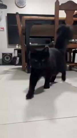 The video starts with a low-angle shot of a black cat with long fur walking towards the camera on a light-colored tiled floor.  Behind the cat are a speaker, a framed picture on the wall, a clock, a dark shelf, a wooden table, and a green chair. The video then abruptly cuts to black.  Following the black frame, the video resumes with a close-up, shaky view of the cat's fur.