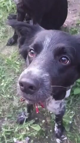 A black and white dog with brown eyes and a red collar is looking directly at the camera in a grassy outdoor area. The dog's head is tilted slightly and its mouth is open, showing its teeth. There is a blurred image of another black dog in the background. The video begins with the dog's face filling the frame, and then the camera moves back to show more of the dog and the surrounding environment. The dog appears to be playing with something green, possibly a plant or grass, which is near its mouth.