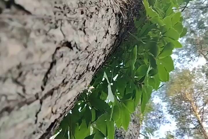 The video is a close-up, low-angle shot of the bark of a tree, with green leaves and vines growing on it. The camera is moving upwards, giving a sense of ascending the tree. The bark is rough and textured, with visible cracks and crevices. Some dead twigs and vines are also present on the bark. The leaves are a vibrant green and appear lush, suggesting a healthy plant. The background is blurred, but glimpses of other trees and the sky can be seen. The lighting suggests it is daytime, possibly with sunlight filtering through the leaves. There are no people or animals visible in the video.