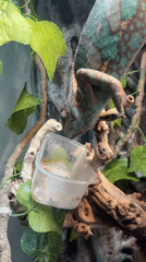 Veiled Chameleon observed drinking water in Moscow enclosure