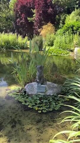 A bronze dog statue sits on a rock in a pond. The dog is facing forward and looking up. There is a plaque at the base of the statue. The pond is filled with lily pads and other aquatic plants. There is a small waterfall in the background. The surroundings are lush and green, with trees and other vegetation. A person is visible in the distance, walking through the park. The video is shot from a slightly elevated angle, looking down at the statue and the pond. The lighting suggests it is a sunny day.