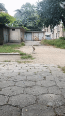 Dog plays with tennis ball in Plovdiv residential area
