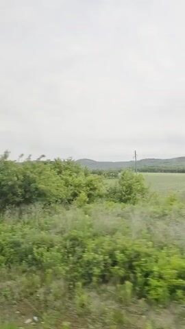 This video shows a time-lapse view of a green landscape. In the foreground, there is tall green grass and bushes. In the background, there are many deciduous trees with lush green leaves. In the far distance, there are rolling hills that are also covered in green vegetation. The sky is overcast with a light gray color. The camera appears to be moving, possibly from a vehicle, as the landscape blurs slightly, indicating motion. There are no people or animals visible in the video. The environment appears natural and undisturbed, likely a rural or wilderness area.