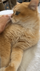 Orange cat receives gentle petting in Netanya home