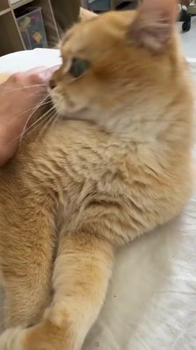 Orange cat receives gentle petting in Netanya home