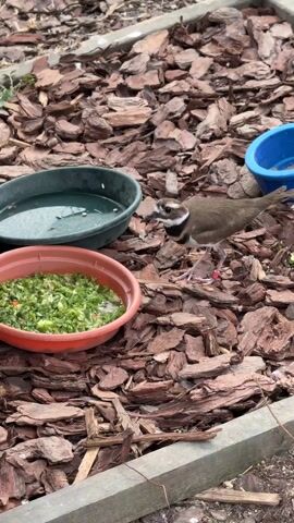 A bird with a white stripe above its eye, a brown body, and a black band around its neck is standing on wood chips near three shallow bowls of water and chopped vegetables. The bird repeatedly bobs its head and looks at the camera, and then it picks at the wood chips. The bowls are in a small bed next to a wooden frame.