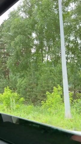 The video shows a view from a moving vehicle, likely a train, passing through a rural area. The scene is dominated by lush green foliage, with tall trees and dense undergrowth. In the foreground, a patch of bright green grass is visible. As the vehicle moves, a red sign with white lettering on a wooden A-frame is seen beside a utility pole. The text on the sign, in Cyrillic, reads "МЕСТА ЕСТЬ" which translates to "PLACES AVAILABLE". Below this, a phone number is visible.

Further into the video, the landscape opens up to reveal a village nestled against a backdrop of rolling, tree-covered hills. Several houses with distinctive roof colors, including blue and green, are scattered amongst the trees. The sky is overcast, suggesting a cloudy or slightly hazy day. The overall atmosphere is peaceful and serene, conveying a sense of travel through a picturesque natural environment. The time of day appears to be daytime, given the visible light. The location is identified as Izvestkovyi, Russia.