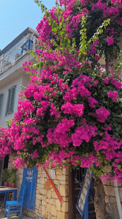 Marmaris street scenes: markets, marina, murals, and blooms