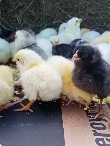 The video shows a close-up, eye-level view of a group of young chicks. The chicks are of various colors including white, yellow, black, and grey. They are gathered around a small pile of food, pecking at it. Some of the chicks are facing the camera, while others are turned away. The background is blurred but appears to be composed of hay or straw. The chicks are on a brown surface with some dark material underneath. The lighting is natural, suggesting it is daytime. The overall scene is one of young birds eating and interacting.