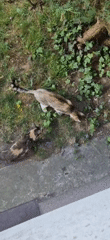 Cat sightings reported in Poddębice, Poland Sunday afternoon