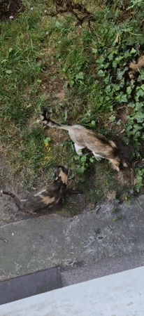 Cat sightings reported in Poddębice, Poland Sunday afternoon