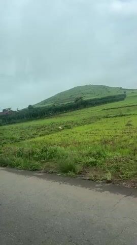 The video captures a roadside view of a hilly landscape with green vegetation and a cloudy sky. In the foreground, a gray asphalt road is visible. The middle ground features a rolling green hill, possibly agricultural land, with rows of dark green plants and scattered brown patches. Further up the hill, some trees and structures are discernible. On the left side of the road, a dense line of tall, green, cactus-like plants forms a visual barrier. A portion of a truck with a green cargo area covered by a tan tarp is seen driving alongside the road. The truck has some graffiti visible on its side, including the word "PEACE" in large letters. The camera perspective suggests it is also moving, possibly from inside another vehicle.