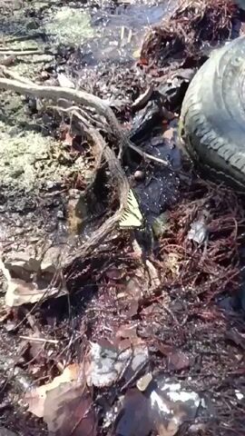 The video shows a yellow and black tiger swallowtail butterfly sitting on a root in a stream. The stream is shallow with clear water and a muddy bed. There is driftwood and seaweed in the water, and a tire is visible on the bank. The scene is outdoors, in sunlight.