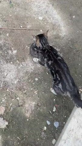 A cat carries a kitten by the scruff of its neck across a dirt and gravel surface. The cat is a tabby with dark stripes and light gray markings. The kitten is dark gray and appears to be very young. The cat drops the kitten briefly before picking it up again and continuing to move. The background is a nondescript outdoor area with loose rocks and dirt.