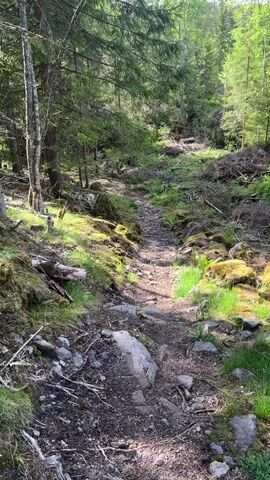 The video depicts a narrow, rocky trail winding uphill through a lush, green forest. The ground is covered in dirt, small rocks, and patches of moss and grass. Sunlight filters through the dense canopy of trees, creating dappled shadows on the trail. There are fallen branches and logs scattered alongside the path, and the vegetation is thick with ferns and other green plants. There are no people or animals visible in the video.