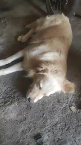 A golden retriever dog is lying on the ground with its eyes closed. The dog appears to be asleep or resting. The ground is a dirt or concrete surface. In the background, a bicycle wheel and some other objects are visible, suggesting the scene may be in a garage or shed. The lighting is dim.