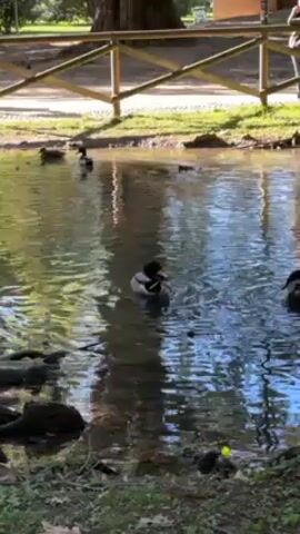 The video shows a group of ducks swimming in a small pond. There is a wooden fence in the background, and trees surround the pond. The water is slightly murky, and reflections of the sky and trees can be seen on the surface. The ducks are black and white. Someone rides a bike in the background.