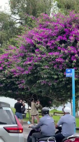 Horses, lakes, and park life in Da Lat's city center