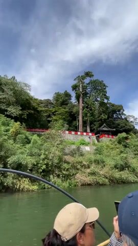 A boat navigates a green river with lush green trees on the banks. A large tall tree stands prominently on a hill, with a red and white wall and a small dark building at its base. The sky above is a bright blue with scattered white clouds. On the boat, in the foreground, two people are visible from the back, wearing hats. One person, in a beige cap, is holding a phone and appears to be taking a picture. Another person, wearing a dark blue cap, is also looking forward. Towards the back of the boat, a man wearing a black t-shirt and a white cap is holding a pole and smiling at the camera. Another person in a white t-shirt is also visible using a pole to guide the boat. Signs with Japanese text are attached to the side of the boat.