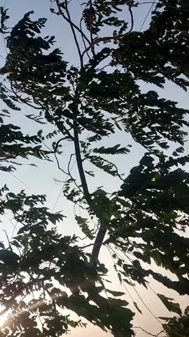 The video shows a tree with leaves being blown by the wind. The sky is clear and blue, and the sun is shining. In some frames, a thin wire is visible against the sky, extending from the bottom of the frame upwards. In the last frame, the scene rotates, revealing a landscape with trees and a pole. There are no people clearly visible.
