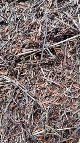 The video shows a close-up view of an anthill constructed from pine needles, twigs, and other organic debris. The camera pans slowly upwards, revealing the textured surface of the anthill and the surrounding grass and foliage. There are no visible ants in the footage, but the presence of a large, well-formed anthill suggests an active colony. The environment appears to be a natural, outdoor setting, likely a forest or woodland area, as indicated by the vegetation and the materials used to build the anthill. The lighting is natural, suggesting it was filmed during the daytime.