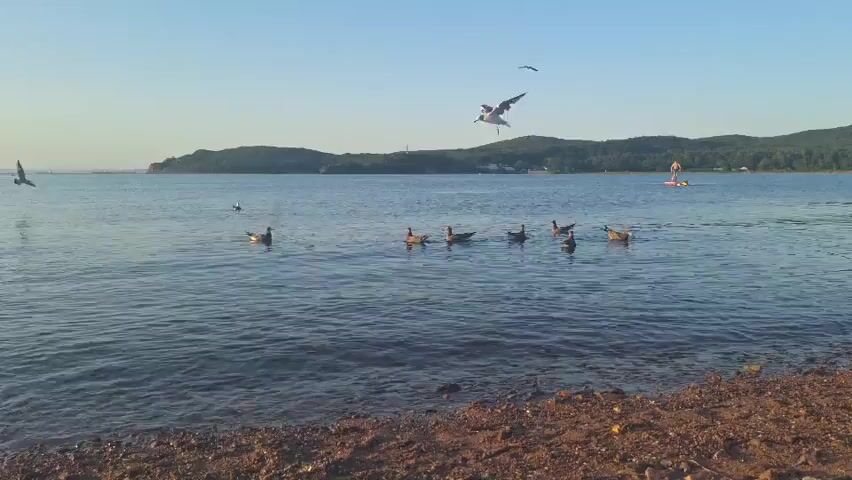 The video shows a wide shot of a body of water with a shoreline in the foreground. The water is calm and reflects the clear blue sky. Several birds, including seagulls and what appear to be ducks or geese, are scattered across the water. Some of the birds are swimming, while others are in flight, with one seagull in mid-air with its wings spread. In the distance, a tree-covered hill forms the horizon. Further out on the water, two people are visible on paddleboards, one of whom is standing. The overall impression is of a peaceful, natural scene at dawn or dusk, with wildlife and recreational activities taking place.