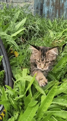 Harnessed tabby cat on an outdoor walk in Ridder, Kazakhstan