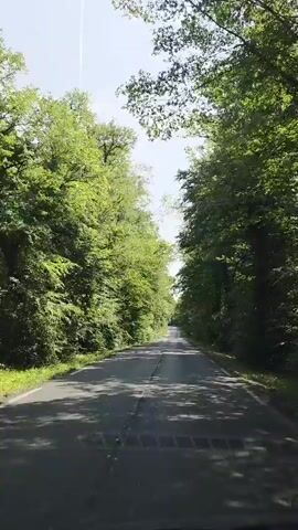 This is a first-person perspective video clip of driving down a paved road bordered by lush green trees on both sides. The trees form a canopy over the road, dappling the pavement with sunlight and shadows. The road appears to be in a rural or natural setting, possibly a park or a scenic route. The sky is bright, suggesting it is daytime, likely late morning or early afternoon, under fair weather conditions. There are no people visible in the clip, only the road and the surrounding vegetation. The video captures the continuous motion of driving, with the scene slightly shifting as the vehicle moves forward. A subtle emblem, possibly a car manufacturer's logo, is visible at the bottom center of the frame, indicating the viewpoint is from inside a vehicle. The overall impression is one of a peaceful and scenic drive through a verdant landscape.