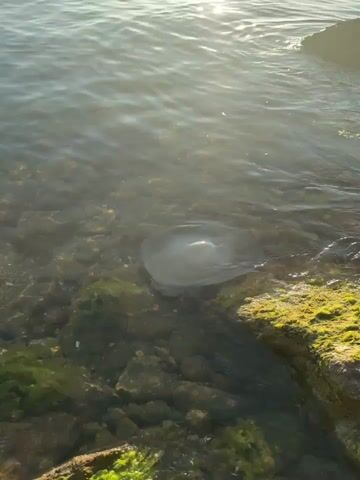 The video shows a jellyfish floating in shallow, clear water. The bottom is visible and appears to be rocky and covered with some green algae. Sunlight glints off the surface of the water. The jellyfish is translucent and appears to be gently pulsing. There are no people or other animals visible in the video.