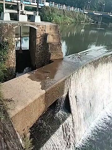 The video captures a concrete weir or small dam on a river in Gantiwarno, Indonesia. Water cascades continuously over the curved concrete structure, creating a waterfall effect into the downstream section of the river. On the left side of the main weir, a smaller stone and concrete structure is visible, featuring a sluice gate from which water is also flowing. A bridge with white railings can be seen in the background, spanning the river further upstream or downstream. Green foliage and trees line the riverbanks. The scene is illuminated by natural daylight, suggesting a clear day. The camera pans from left to right, offering a panoramic view of the weir and the flowing water. No visible text is present.
