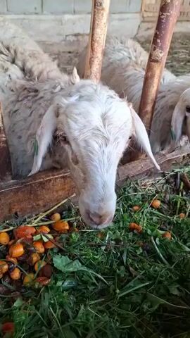 The video shows several sheep in an enclosure, eating from a wooden feeder. The feeder is filled with green grass and orange, round fruits, possibly tomatoes or dates. The sheep are white and have long, floppy ears. Some of the sheep have green tags in their ears. The enclosure appears to be a barn or stable, with a concrete wall in the background and straw on the ground. The sheep are standing and eating, and their heads are lowered into the feeder. One sheep in the foreground is looking directly at the camera. The video is taken from a slightly low angle, looking up at the sheep. The lighting is natural, and the scene appears to be well-lit.