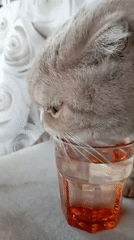 Scottish Fold cat drinks from a glass, orchids in bloom
