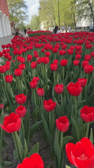 Red tulips bloom in organized city street display