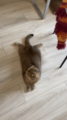 Scottish Fold cat spotted resting on wooden floor in Moscow
