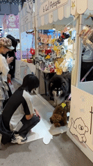Early morning cosplay gathering documented across Liangjiang commercial districts
