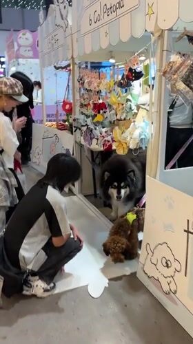 Early morning cosplay gathering documented across Liangjiang commercial districts