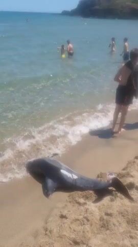 A dead dolphin lies on a sandy beach near the water's edge. Several people are in the shallow ocean in the background, wading and swimming. One person, a young male wearing shorts and a backpack, stands on the sand near the dolphin, looking at it. The sun is shining, indicating a bright, clear day. The water is clear and blue. The dolphin appears to be dark gray with lighter markings on its underside. Its body is partially submerged in the gentle surf.