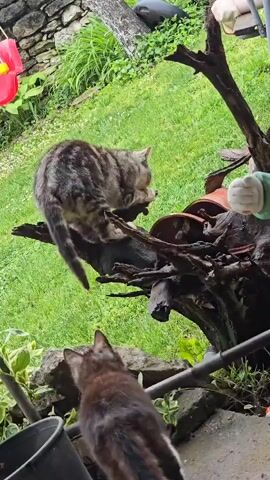In a yard with grass, stone walls, a red bucket, and other potted plants, a gray and black tabby cat is perched on a piece of decorative driftwood on top of some pottery tiles. A second cat, dark brown and gray, reaches towards the first cat with its paw.