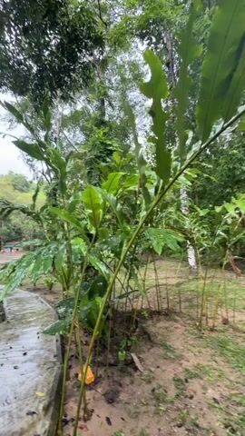 The video shows a pathway curving through a lush, tropical environment. Tall trees with dense green foliage create a canopy overhead. The pathway appears to be made of concrete and is wet, suggesting recent rain. Along the pathway, there are various plants, including large-leafed tropical plants and smaller, budding plants. Some bamboo-like stalks are visible to the right of the pathway. In the background, there is a glimpse of a clearing with some vehicles and structures that appear to be part of a park or resort. The overall atmosphere is serene and natural, with an emphasis on the vibrant greenery.