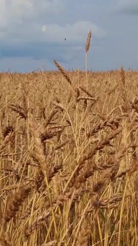 The video shows a close-up view of a field of wheat under a partly cloudy sky. The camera slowly pans upwards, revealing more of the wheat stalks and the sky above. The wheat is golden brown, indicating it is likely ripe for harvest. The clouds are a mix of white and dark gray, suggesting a dynamic weather pattern. The overall impression is one of a natural landscape, likely during the late summer or early autumn. There are no people or animals visible in the video. The scene appears to be peaceful and serene, with the gentle movement of the wheat stalks in the breeze.