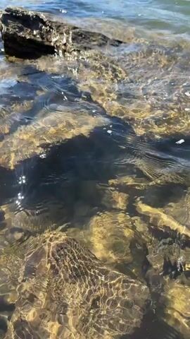The video shows a clear body of water lapping against a dark, rocky shoreline. The water is clear enough to reveal various sizes of light-colored rocks beneath the surface. Small bubbles float within the water, and the sunlight creates a shimmering effect as it refracts through the moving water. In the background, a forested shoreline is visible on the opposite bank, with a clear blue sky above. The camera is positioned close to the water, giving a close-up view of the interaction between the water and the rocks.