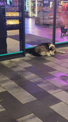 Dog rests on Sofia sidewalk, receives attention from passerby