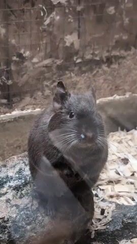 A small, dark-colored rodent, possibly a chinchilla, sits perched on a rough-textured surface. The creature is facing forward, its eyes dark and its whiskers prominent. A very faint blue or white mark is visible on its snout. The background appears to be an enclosure, with wooden shavings or similar material on the ground and a wire mesh structure in the upper portion. The lighting is dim, and the image is slightly blurry, suggesting it was taken through glass or at a low resolution. There are no other creatures or people visible in the frame. The scene is static, with no discernible action taking place.