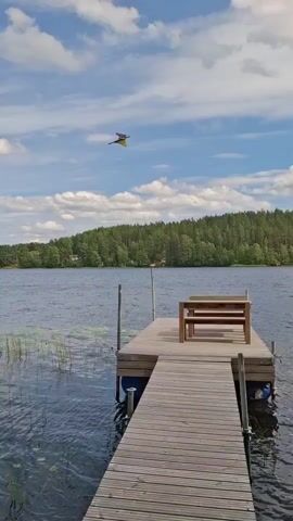 A bird is in flight above a wooden dock on a lake. The dock has a wooden bench and table. The lake is surrounded by a forest. The sky is blue with white clouds.