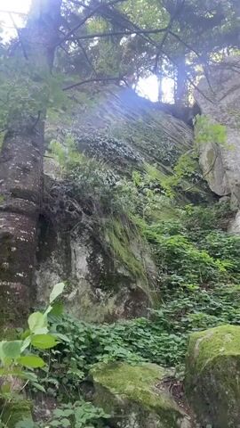 A low-angle, handheld shot captures a dense forest scene, dominated by a large, moss-covered rock face. Sunlight filters through the canopy of trees, casting dappled light on the rocks and lush green foliage. The camera pans slightly to the right, revealing more of the rock formation and the surrounding undergrowth. The environment appears natural and untamed, with no signs of human activity or artificial structures.