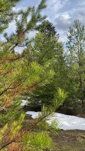 The video shows a forest landscape with patches of snow on the ground. The foreground features green pine trees with long needles. Moving back, the view reveals more fir trees of varying sizes and bare trees with thin branches. The sky is visible above the trees, featuring a mix of white and gray clouds against a blue background. The lighting suggests it is daytime, with sunlight filtering through the clouds. There are no people or animals visible in the frame.